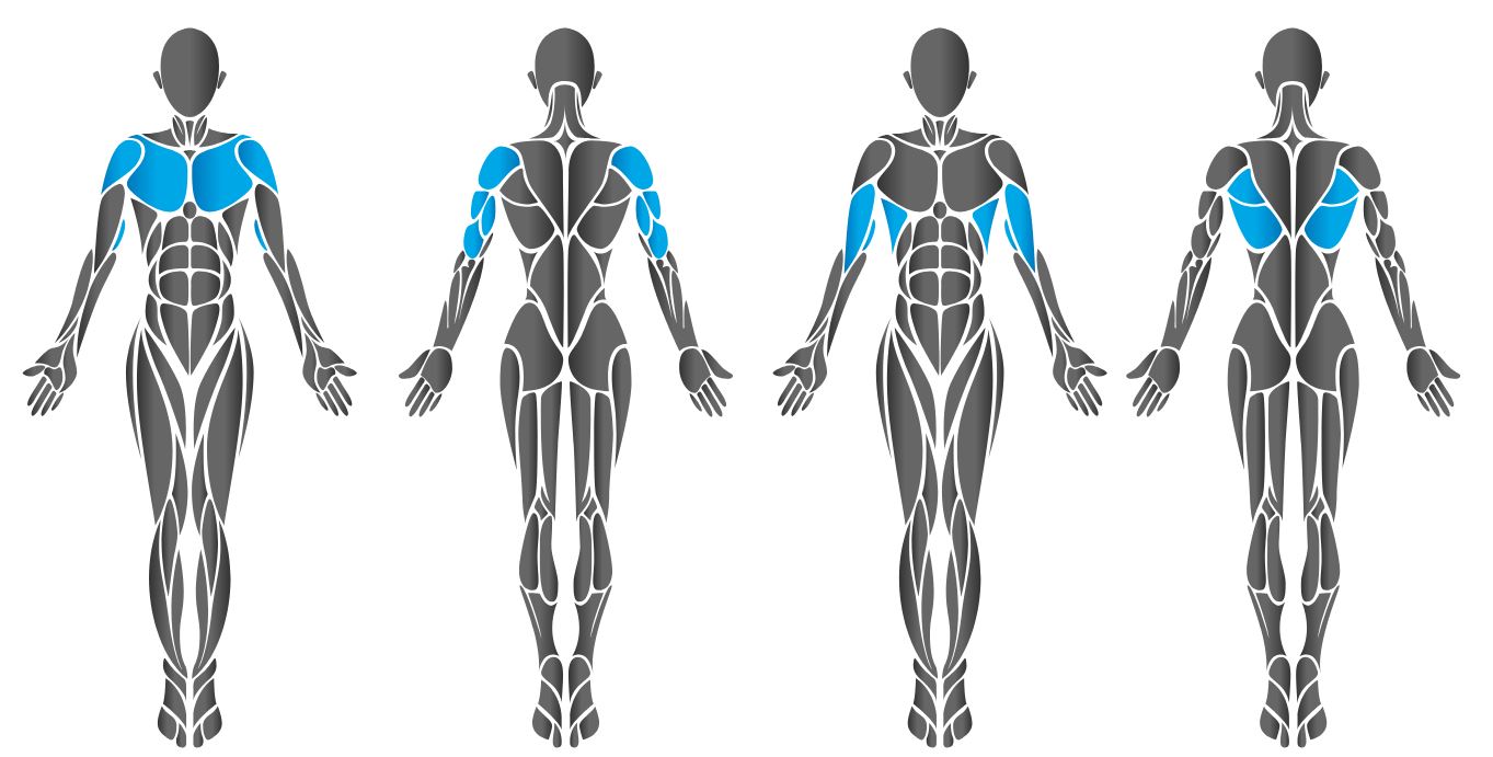 Diagram showing chest muscles worked by the HUR Dip / Shrug machine.
