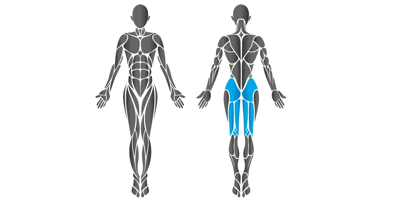 Diagram showing chest muscles worked by the HUR back extension machine.