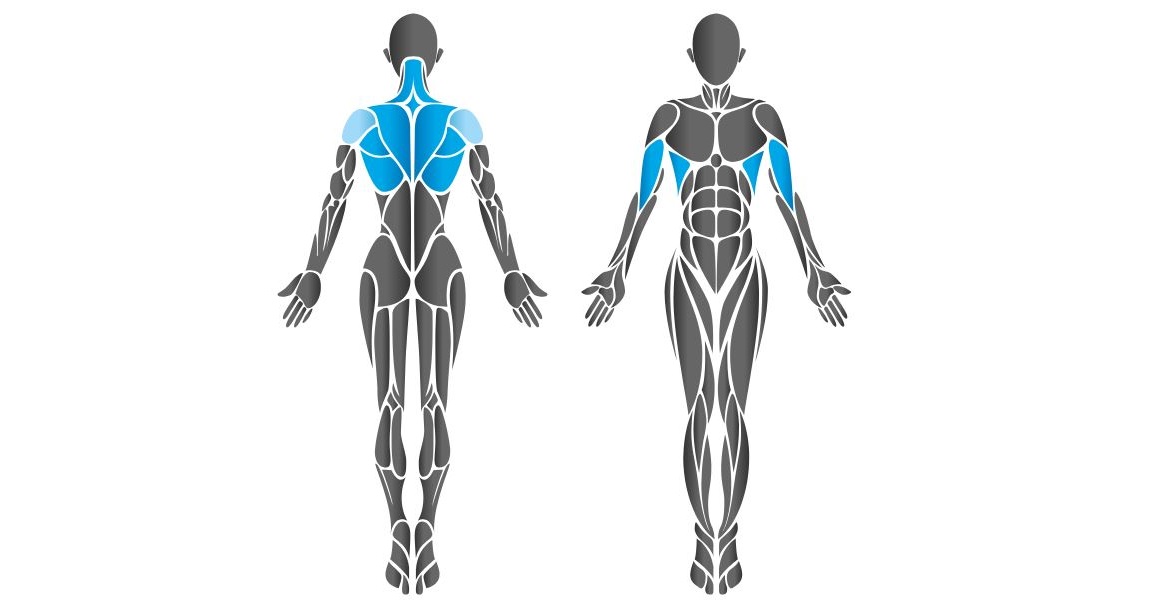 Diagram showing chest muscles worked by the HUR Abdomen / Back machine.