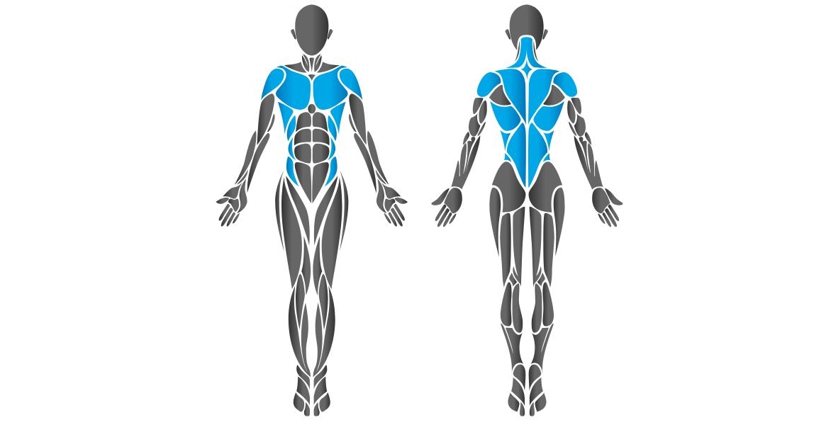 Diagram showing chest muscles worked by the HUR Twist machine.