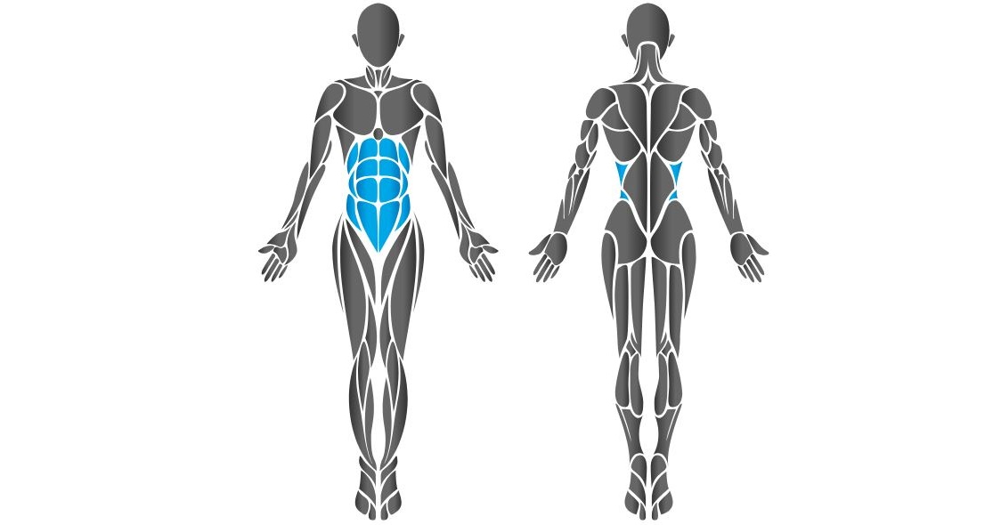 Diagram showing chest muscles worked by the HUR Biceps / Triceps machine.