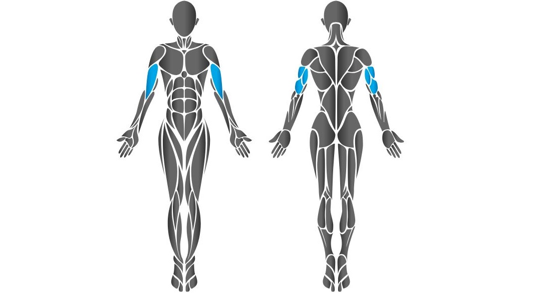 Diagram showing chest muscles worked by the HUR pec deck machine.