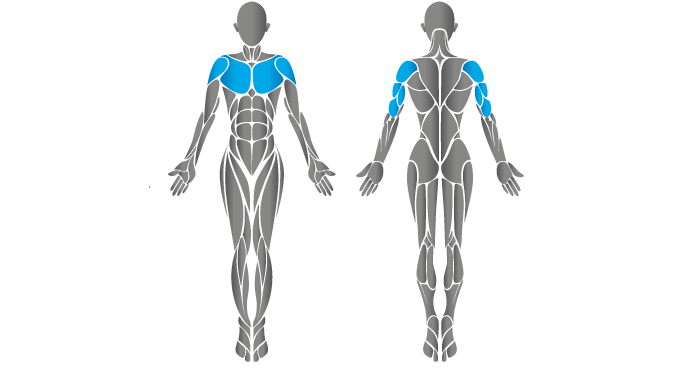 Diagram showing chest muscles worked by the HUR chest press machine.