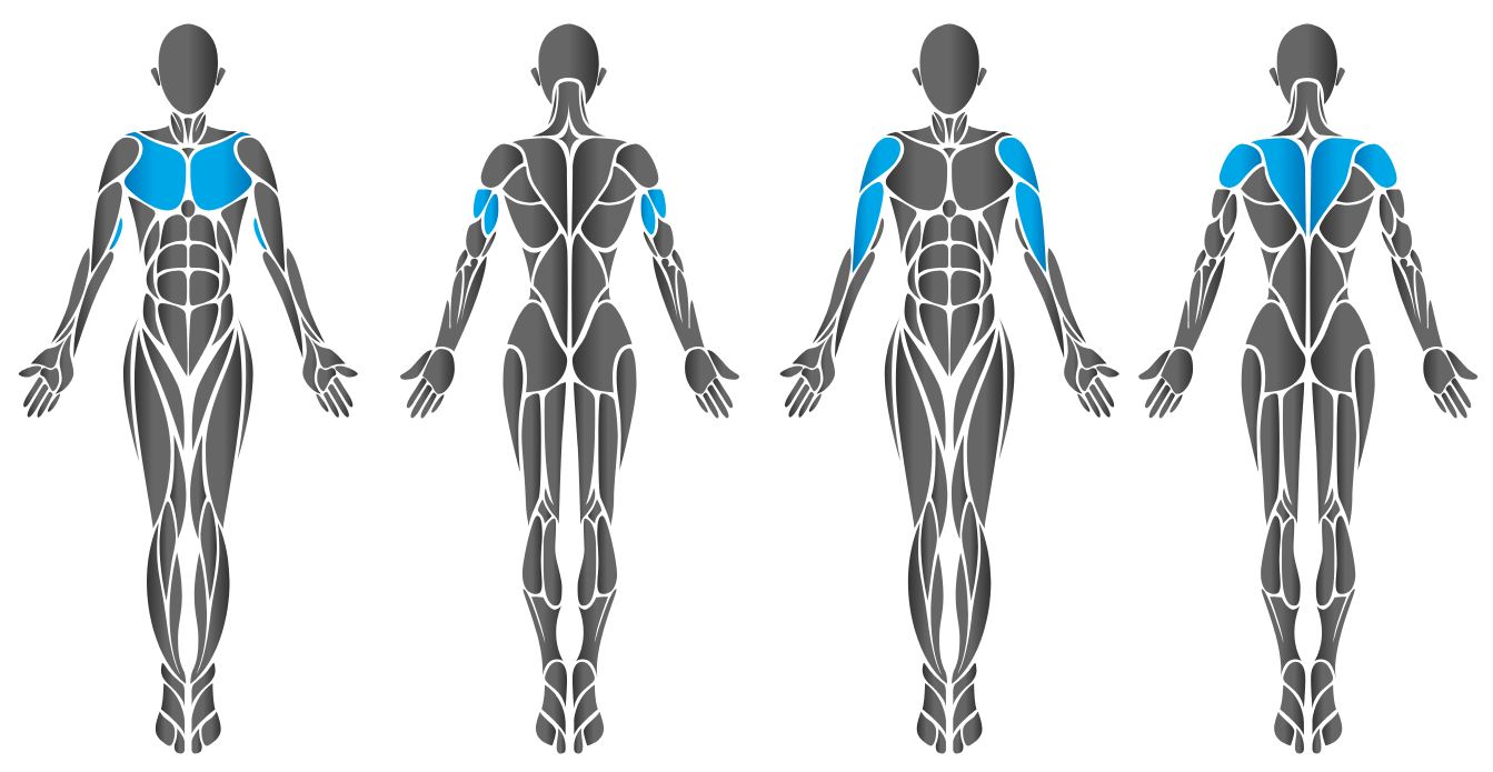Diagram showing chest muscles worked by the HUR Dip / Shrug machine.