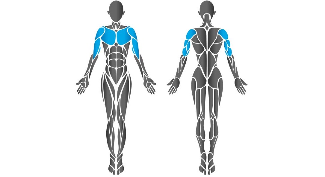 Diagram showing chest muscles worked by the HUR incline press machine.