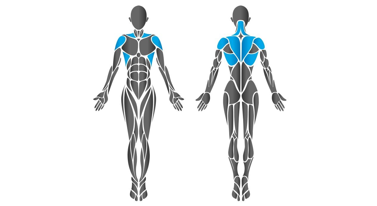 Diagram showing chest muscles worked by the HUR lat pull machine.
